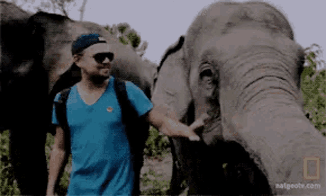 a man in a blue shirt is petting an elephant 's head .