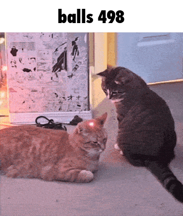 two cats are looking at each other with the words balls 498 below them