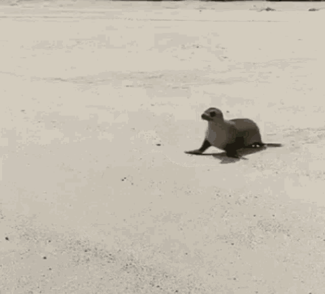 Sea Lion Seal GIF - Sea Lion Seal Dive GIFs