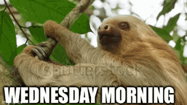 Wednesday Morning GIF - Wednesday Morning Sloth GIFs
