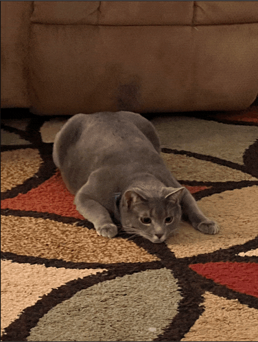 a gray cat laying on a colorful rug on the floor
