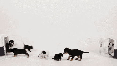 Dogs Puppies GIF - Dogs Puppies Cat GIFs