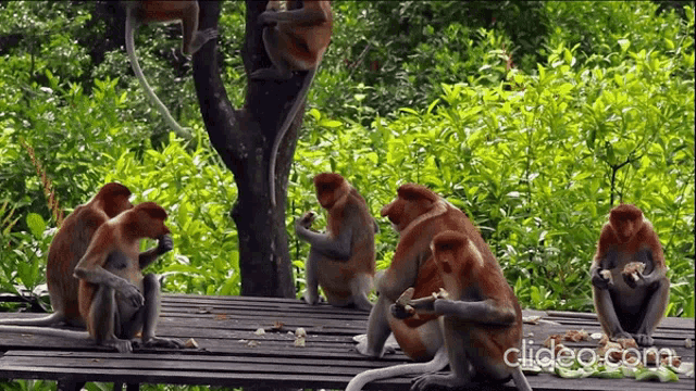 a group of monkeys are sitting on a wooden table and eating food
