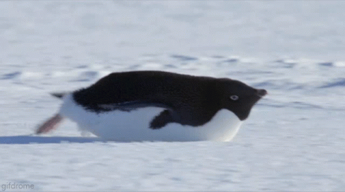 Penguin Cute GIF - Penguin Cute Moving GIFs