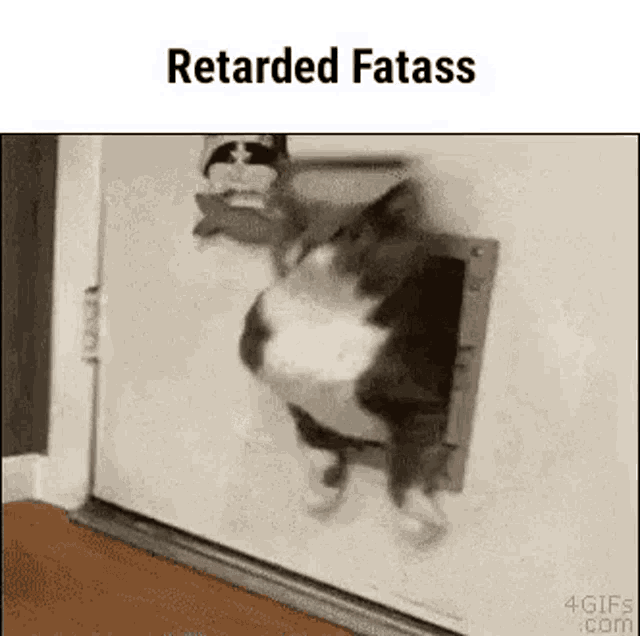 Retarded Fat Ass Cat GIF - Retarded Fat Ass Cat Fat GIFs