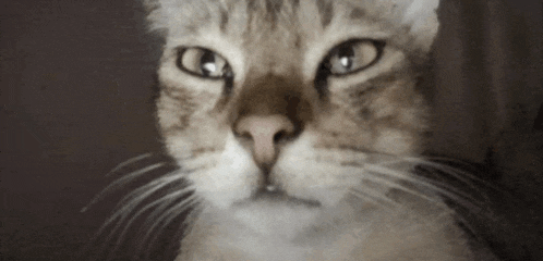 a close up of a cat 's face looking at the camera with a serious look on its face .