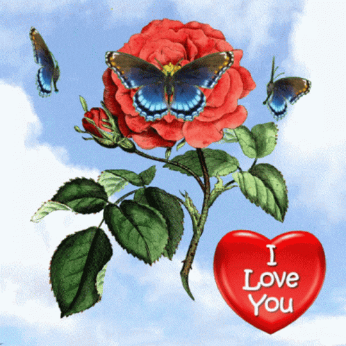 a red heart that says " i love you " next to a red rose