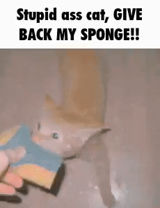 Cat Stupid Cat GIF - Cat Stupid Cat Give Back My Sponge GIFs
