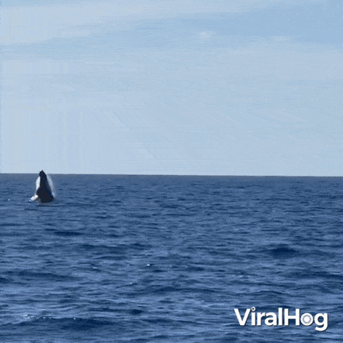 Jumping Out Of The Water Viralhog GIF - Jumping Out Of The Water Viralhog Breaking The Waves GIFs