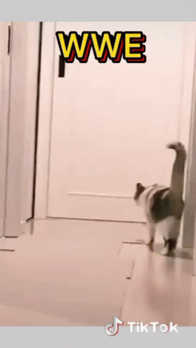 Wwe Cats GIF - Wwe Cats Surprised GIFs