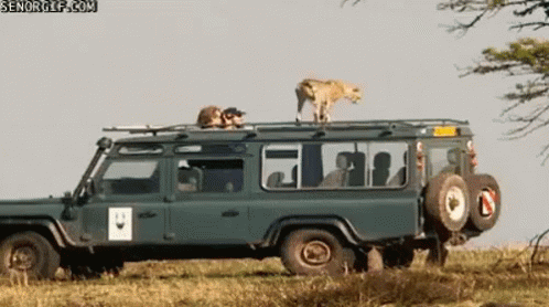 Cheetah Gives Tourists A Piece Of Mind GIF - Safari Cheetah Poop GIFs