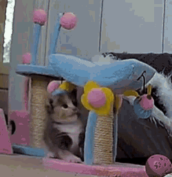 Kitten Kitty GIF