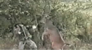 Hunting Deer Animal Vs Human GIF - Hunting Deer Animal Vs Human Fight GIFs