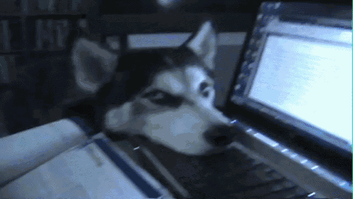 Husky Communicates Using Computer GIF - Siberian Husky Laptop Bite GIFs