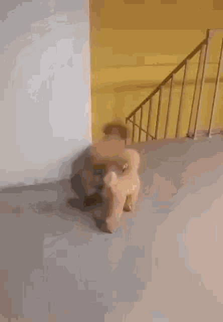 Dog Scared GIF - Dog Scared Hide GIFs