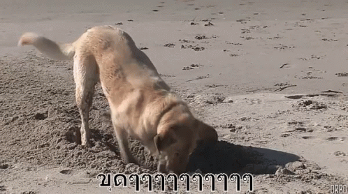 ขุด ขุดหลุม ขุดดิน หมา GIF - Dig Out Digging Out Dog GIFs