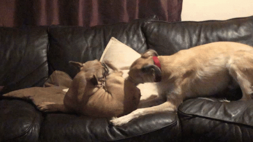 Whoops Dogs GIF - Whoops Dogs Play GIFs