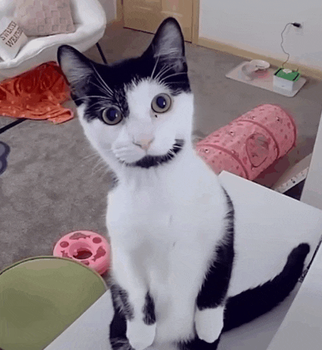 a black and white cat sitting on a table with a donut in the background that says strawberry