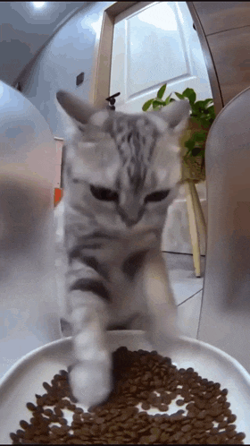 a cat is walking towards a bowl of food