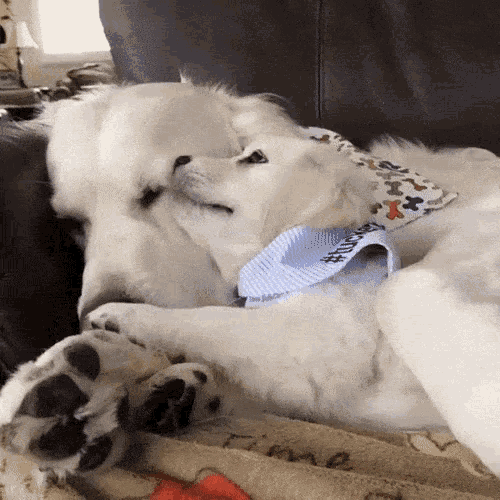 Mom And GIF - Mom And Puppy GIFs