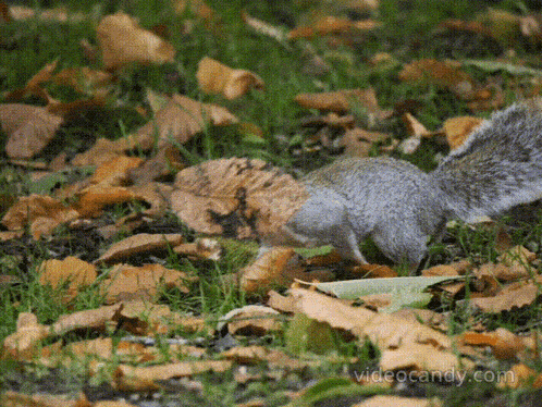 a squirrel is looking for food in the grass and leaves with videocandy.com in the corner