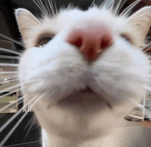 a close up of a white cat 's nose with a red spot