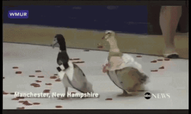 a couple of ducks standing next to each other with the words manchester new hampshire in the corner