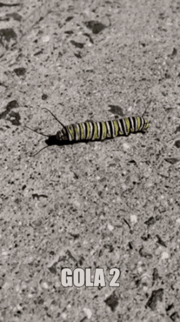 Gola Caterpillar GIF