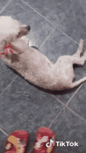 a dog laying on its back next to a pair of red flip flops that say tik tok