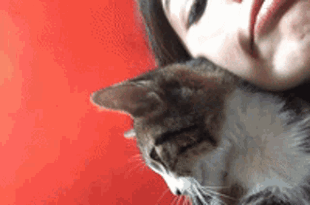 This Is The Way Hungover GIF - This Is The Way Hungover Cat GIFs