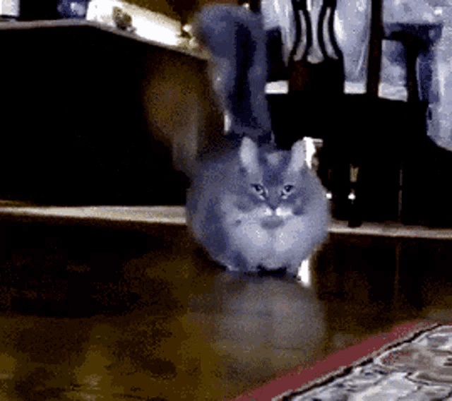 a gray cat is standing on a wooden floor in a dark room