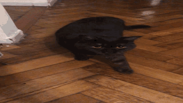 a black cat laying on a wooden floor looking at the camera