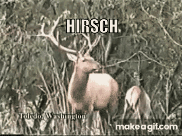 Hirsch GIF - Hirsch GIFs