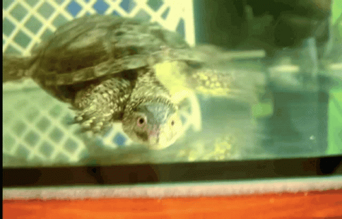 Turtle Swimming GIF - Turtle Swimming GIFs