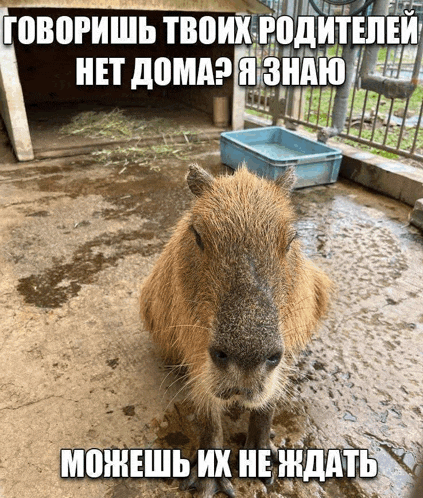a picture of a capybara in a cage with a caption in russian