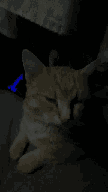 a close up of a cat 's face with a dark background