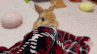 a small brown rabbit is sitting on a person 's leg .