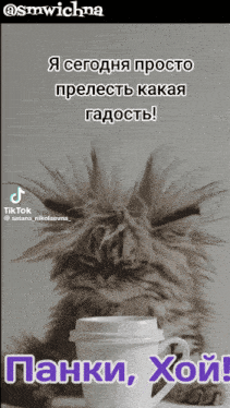a cat is sitting next to a cup of coffee with a caption in a foreign language