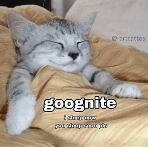 Good Night Cat GIF - Good Night Cat Gato GIFs