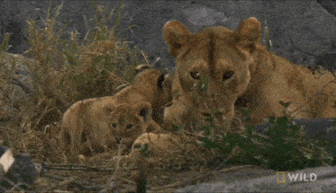 Lions Lion Cub GIF - Lions Lion Cub Baby Lion GIFs