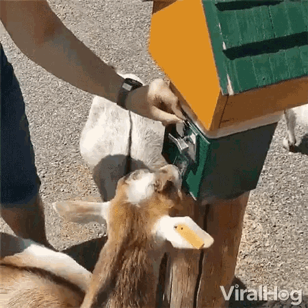Viralhog Vending Machine GIF - Viralhog Vending Machine Goat GIFs