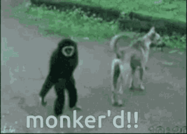 Monkeys Funny GIF - Monkeys Funny Animals GIFs