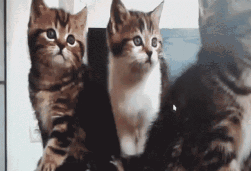 Cuties Cats GIF - Cuties Cats Kittens GIFs