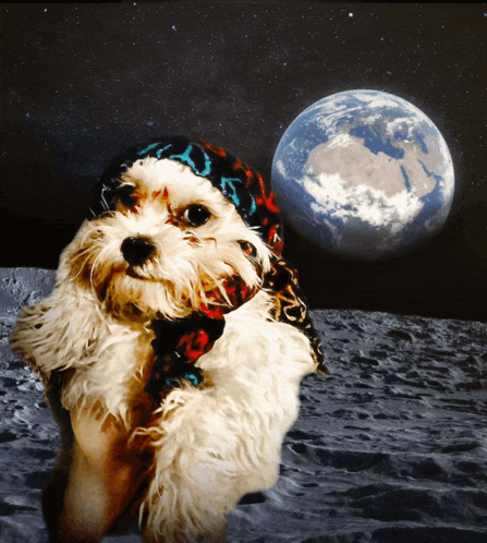 a small dog wearing a scarf and a hat is on the moon