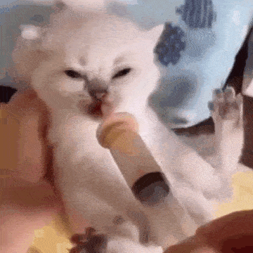 a white cat is being fed from a syringe .