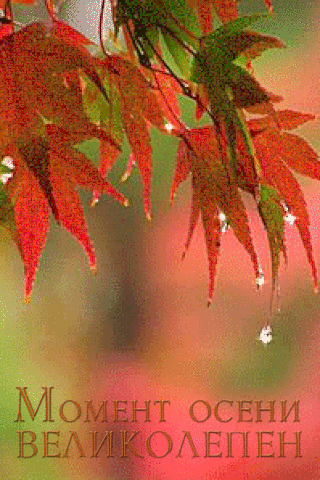 a picture of a tree branch with red leaves and the words moment осени великолен