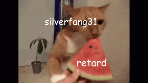 Silverfang31 Cat GIF - Silverfang31 Silver Cat GIFs
