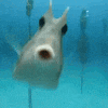 a close up of a fish 's face looking at the camera