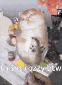 a picture of a cat in a glass with the words this is rozzy btw