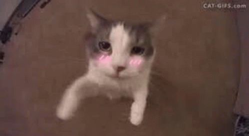 Blushy Cat GIF - Blushy Cat GIFs
